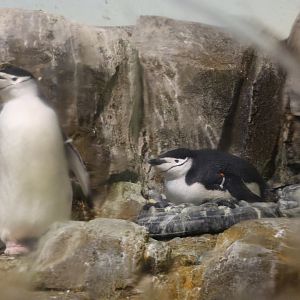 Chinstrap penguin (Pygoscelis antarcticus)