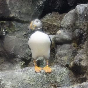 Atlantic puffin (Fratercula arctica)