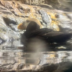 Tufted puffin (Fratercula cirrhata)