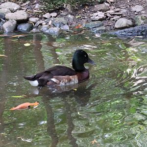 Baer's pochard (Aythya baeri)