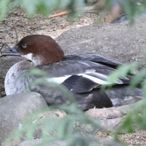 Smew (Mergellus albellus)