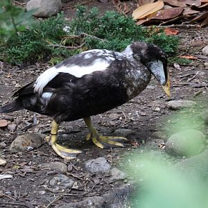 Common eider (Somateria mollissima)