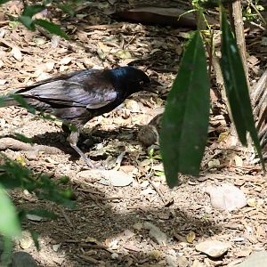 Common grackle (Quiscalus quiscula) eating a house sparrow (Passer domesticus)
