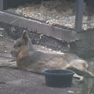 Patagonian mara (Dolichotis patagonum)