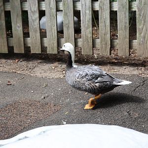 Emperor goose (Anser canagicus)