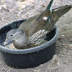 Mandarin duck (Aix galericulata) female