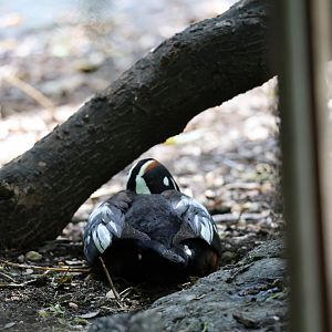 Harlequin duck (Histrionicus histrionicus)
