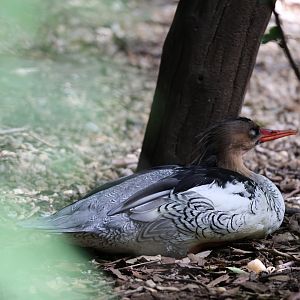 Scaly-sided merganser (Mergus squamatus)
