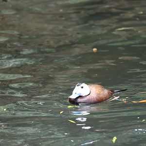 White-headed duck (Oxyura leucocephala)
