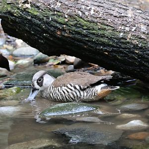 Pink-eared duck (Malacorhynchus membranaceus)