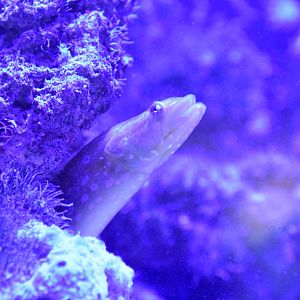 ID EEL HAUS DES MEERES