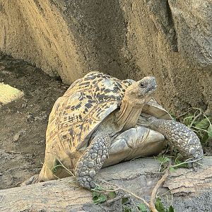 Leopard Tortoise - July 2025