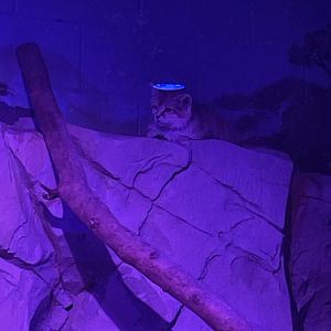 7/16/2025 - Sand Cat