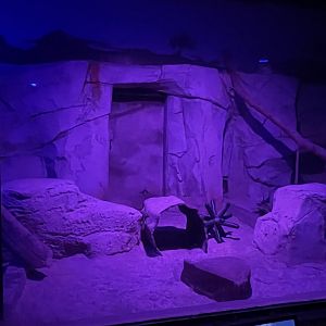 7/16/2025 - Sand Cat Habitat