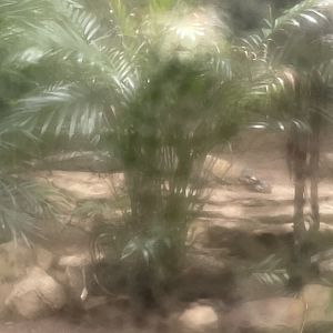 7/16/2025 - Komodo Cove