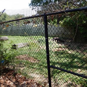 7/16/2025 - Giant Anteater & Patagonian Mara Habitat (Right Half)