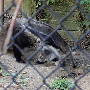 7/16/2025 - Giant Anteater