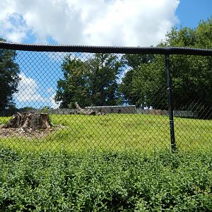 7/16/2025 - African Panorama