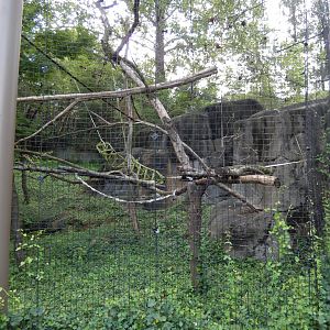 7/16/2025 - Mueller's Gray Gibbon Habitat