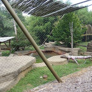 7/16/2025 - Sumatran Tiger Habitat (1 of 2)