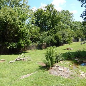 7/16/2025 - Chacoan Peccary Paddock