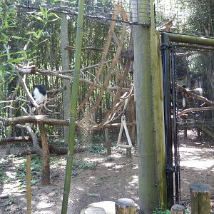7/16/2025 - Colobus Monkey Habitat