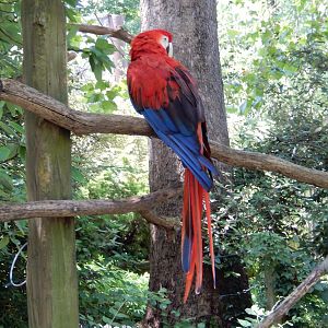7/16/2025 - Scarlet Macaw