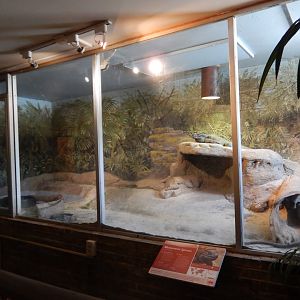 7/16/2025 - Rhinoceros Iguana Terrarium