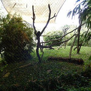 7/16/2025 - Lemur Habitat (1 of 2 in Lemur Forest)