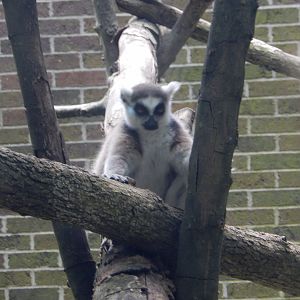 7/16/2025 - Ring-Tailed Lemur
