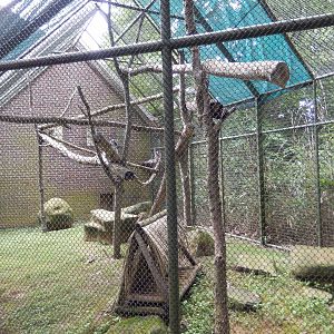7/16/2025 - Ring-Tailed Lemur Cage (Discovery Center)