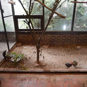 7/16/2025 - Prevost's Squirrel & Crested Wood Partridge Cage (Left Half)