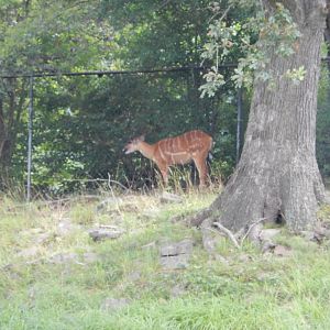 7/16/2025 - Sitatunga
