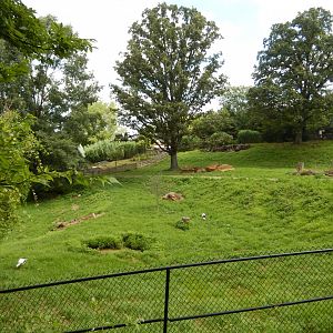7/16/2025 - Sitatunga & White Stork Habitat
