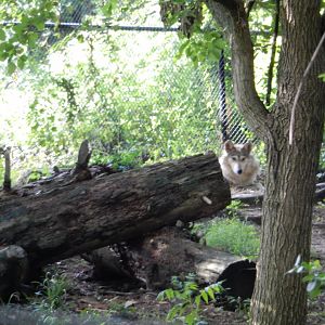 7/16/2025 - Mexican Gray Wolf