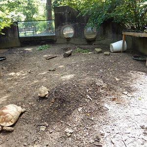 7/16/2025 - Leopard Tortoise Habitat