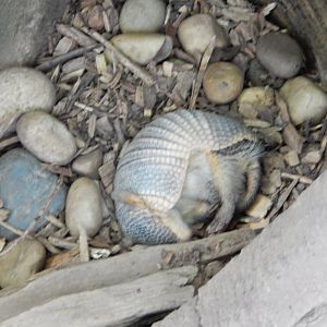 7/16/2025 - Screaming Hairy Armadillo