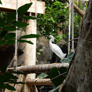 7/16/2025 - Egret