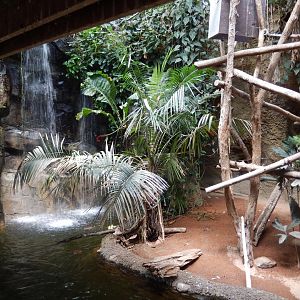 7/16/2025 - Prehensile-Tailed Porcupine Habitat (Bottom Half)