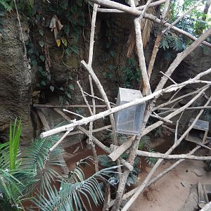 7/16/2025 - Prehensile-Tailed Porcupine (Top Half)