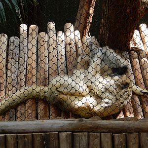 7/16/2025 - Howler Monkey Business