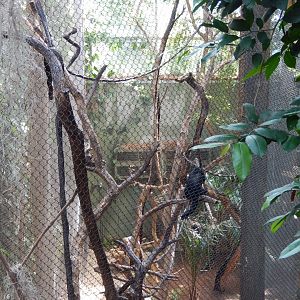 7/16/2025 - Howler & Squirrel Monkey Habitat