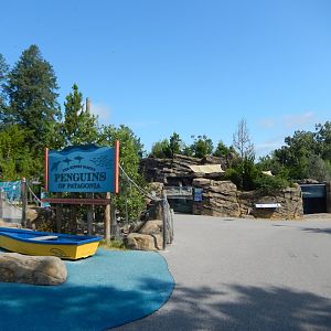 7/16/2025 - Penguins of Patagonia