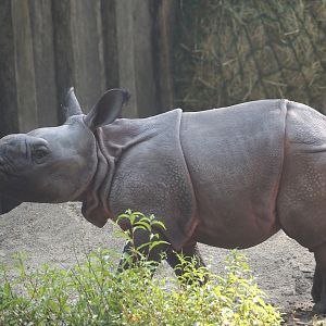 Indian rhinoceros calf Amari (Rhinoceros unicornis), 2025-08-13