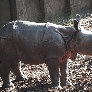 Indian rhinoceros calf Amari (Rhinoceros unicornis), 2025-08-13