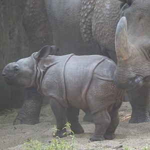 Indian rhinoceros Karamat with calf Amari (Rhinoceros unicornis), 2025-08-13