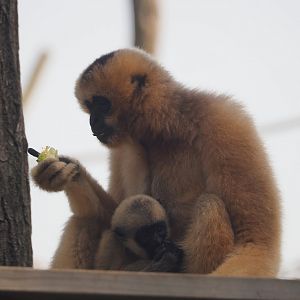 Northern white-cheeked gibbons Paquita and Aiki (Nomascus leucogenys), 2025-08-13
