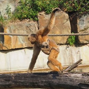 Northern white-cheeked gibbons Paquita and Aiki (Nomascus leucogenys), 2025-08-13