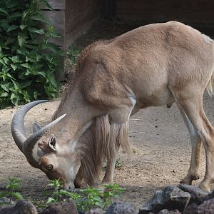 Barbary sheep (Ammotragus lervia), 2025-08-13