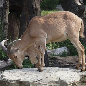 Barbary sheep (Ammotragus lervia), 2025-08-13